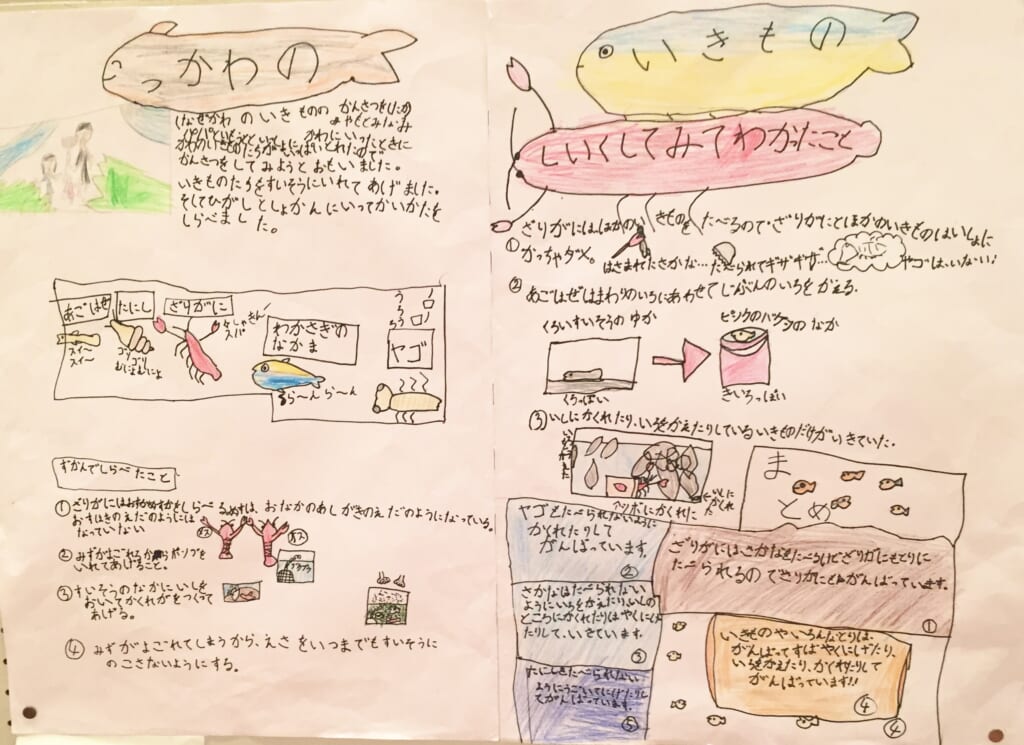 小学1年生が作った自由研究『かわのいきもの』の模造紙。川で捕まえた生き物の飼育と観察をまとめたもの